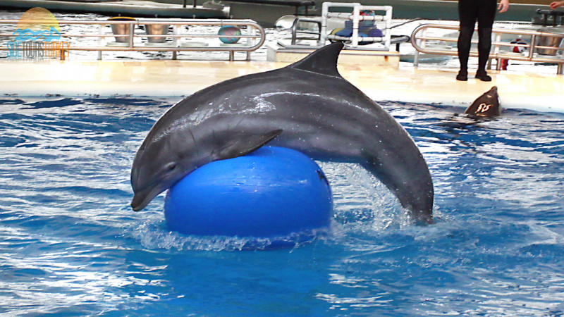 Dolphin park in Side Turkey